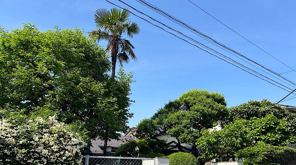 現在の清水町の風景。豪奢な住宅が並ぶ。