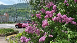 札幌でライラックの名所巡りをしながら文学散歩を楽しむ