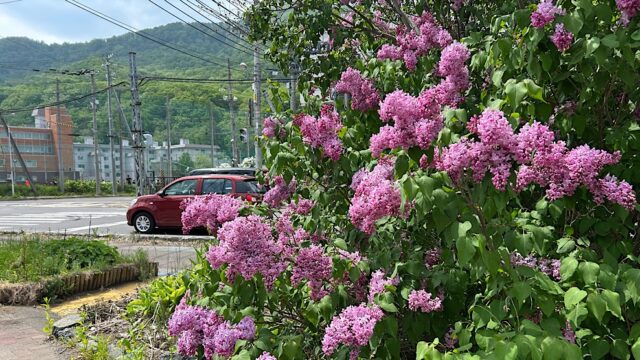 札幌でライラックの名所巡りをしながら文学散歩を楽しむ