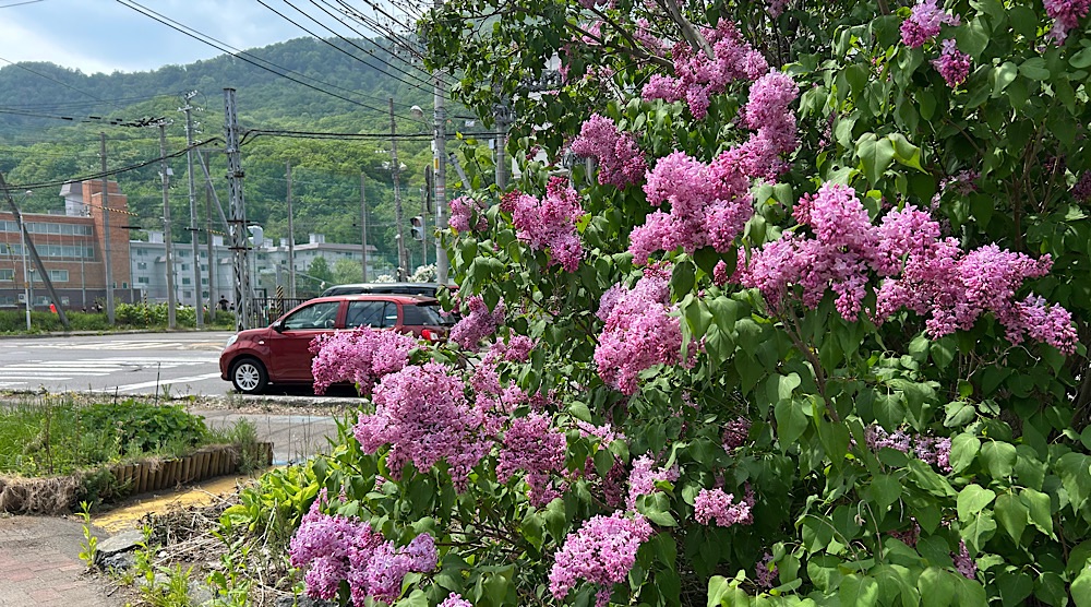 札幌でライラックの名所巡りをしながら文学散歩を楽しむ