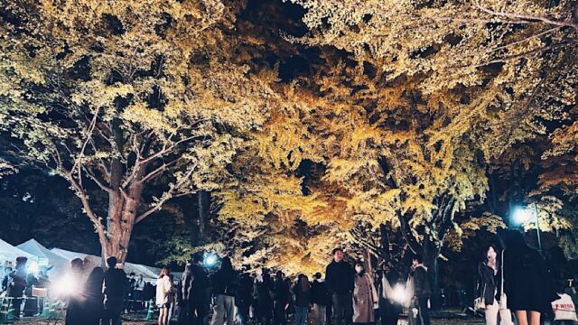 2025年の北大イチョウ並木「金葉祭」雨上がりの初日は地元民でまったり盛り上がる